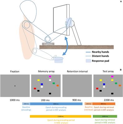 Altered EEG Signal Complexity Induced by Hand Proximity: A Multiscale Entropy Approach